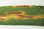 Symptome von Septoria tritici auf einem Weizenblatt