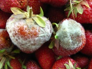 schimmlige Erdbeeren