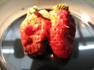 Zwei verfaulte Erdbeeren