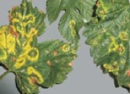 Hopfenblätter mit typischen Ringflecken verursacht durch das Apfelmosaikvirus (ApMV)