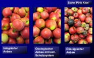 Fotos von verschiedenen Apfelsorten