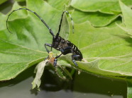 ALB-Käfer in seitlicher Nahaufnahme auf Ahornblatt