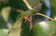 Sporenbehälter (Aecidien) auf der Blattunterseite von Birnenblättern