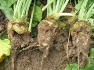 Sugar beet affected by „girth scab“ in the field. Damage starts below soil level, foliage and upper part of the beet root stay healthy im Feld