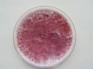 Petrischale mit rosafarbigem Inhalt