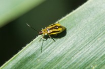 Weiblicher Käfer (Westlicher Maiswurzelbohrer)