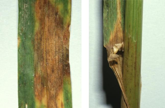Kollage: Blattspreiten mit großen unregelmäßigen rotbraunen bis braungrauen Blattflecken und ein absterbendes Blatt.