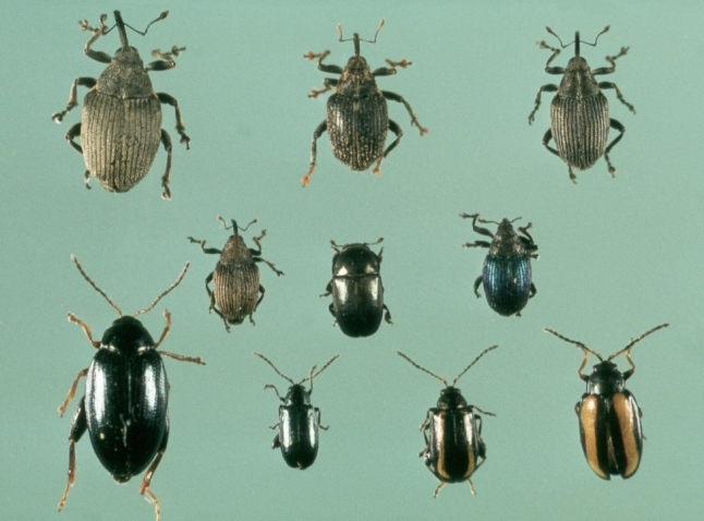 Drei Reihen verschiedener Käfer nebeneinander, insgesamt zehn Exemplare.