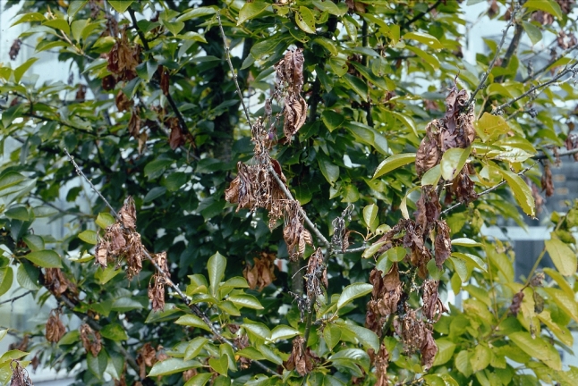 Kirschbaum mit Monila-Spitzendürre