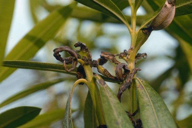 Oleanderpflanze mit Schadbild Oleanderkrebs