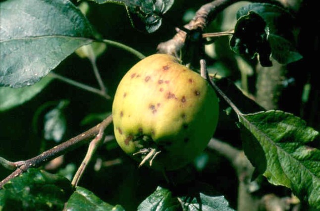 Apfel mit Apfelschorf. Die ab Spätsommer erscheinenden Flecken auf der Frucht bleiben kleiner (Spätschorf).
