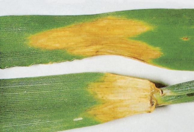 Symptome der Rhynchosporium-Blattfleckenkrankheit, zwei grüne Blätter mit gelben Verfärbungen