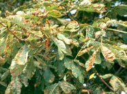 Blätter einer Kastanie befallen mit Kastanienminiermotte