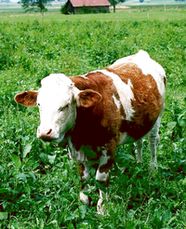 Rind auf Wiese