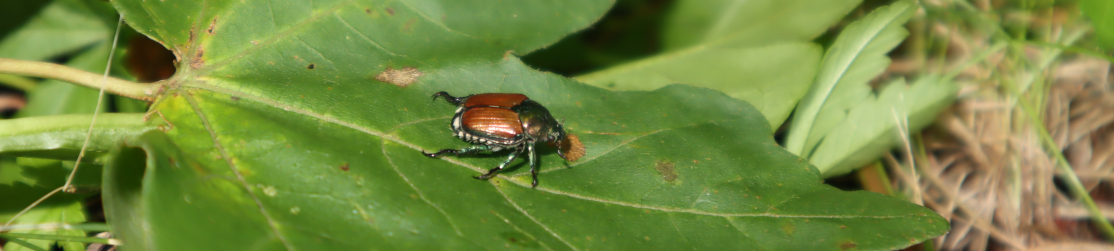 Japankäfer Popillia japonica Kopfbild