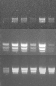 Entwicklung einer schnellen DNA-Extraktionsmethode. Die Abbildung zeigt sechs Zuckerrübenproben, mit unterschiedlichen Methoden extrahiert, nach PCR auf SBR (alle positiv). Oben: Schnellmethode 1, Mitte Standardmethode, unten: Schnellmethode 2 („Chelex-Methode“)