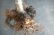 Durch <i>Agrobacterium tumefaciens</i> ausgelöste Wucherung am Wurzelhals eines Kirschbaumes