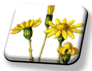 Logo mit Kreuzkraut-Blüten