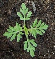Ambrosia artemisiifolia – Keimpflanze