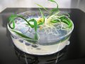 Grüne und Albino-Pflanzen auf Regenerationsmedium in einer Schale