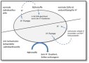 Mechanismus der antimikrobiellen Aktivität