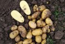 Geerntete Kartoffelknollen auf dem Feld mit geteilten Knollen zur Qualitätsprüfung.
