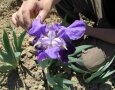 Hand einer knieenden Person berührt lilablaue Irisblüte auf dem Feld 