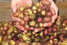 Hände, die Kartoffelknollen in unterschiedlichen Farben, Formen und Größen halten