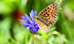 blaue Blüte der Kornblume mit Schmetterling