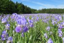 Blass lila blühendes Feld mit Iris am Waldrand