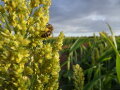 Eine Biene sammelt an der blühenden Körnerhirse-Rispe ihren Pollen.