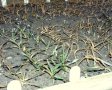 braune, absterbende Winterweizenpflanzen durch Frost im Auswinterungskasten