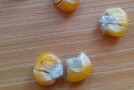 gelbe Maiskörner mit aufgebrochenem Korn