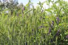 Pflanzenbestand mit Grünroggenähren und Zottelwicke mit violetten Blüten