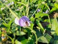 Augenbohnenpflanze mit blauer Blüte, auf der eine Biene sitzt.