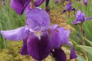 einzelne violette Blüte auf dem Feld in Nahaufnahme