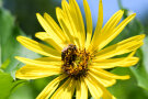 Gelbe Blüte von durchwachsener Silphie mit Biene