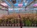 Lupinen im Topf im Gewächshaus