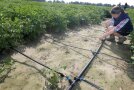 Mitarbeiterin am Feld bei der Prüfung der Zuleitung für die Tropfbewässerung der Parzellen