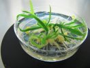 Grüne Pflanze schwimmt in einer Schale in  Regenerationsflüssigkeit