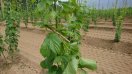 Ausbringung der autochthonen Raubmilbenart Typhlodromus pyri. aus deutschen Wein- und Obstbau Gebieten