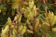 Lupinenschoten mit bräunlichen Verfärbungen des Anthraknosebefalls