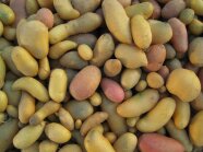 Kartoffelknollen in unterschiedlichen Farben, Formen und Größen