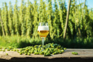 Bierglas mit Hopfendolden und Hopfengarten im Hintergrund.