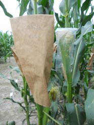 Maispflanzen mit Papier-bzw. Plastiktüte