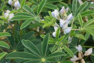gefiederte Blätter und weiße Blüten der weißen Lupine
