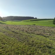 Grasland, mit bereits geschnittenen Flächen