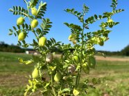 feingliedrige Blätter der Kichererbse mit Fruchtansatz