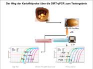 Bild mit schematischer Darstellung der Kartoffelknollenprobe vom Sack bis zum Testergebnis