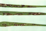 drei Gerstenblätter mit unterschiedlich starkem Befall des Pilzes Rhynchosorium